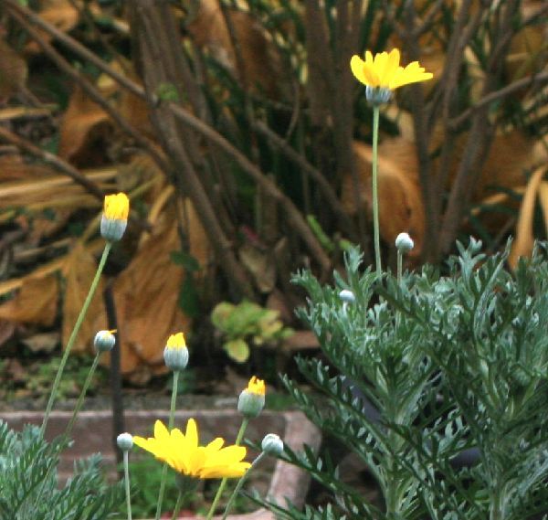 レトロな花の写真～オールドカメラ