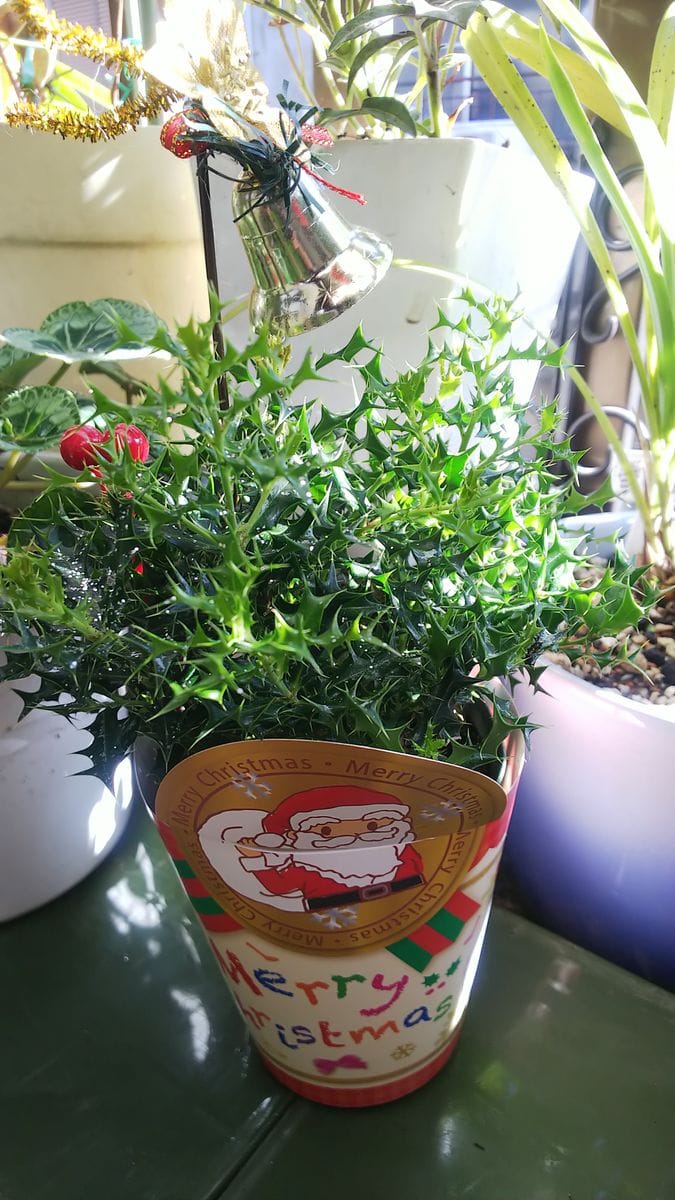 我が家のベランダの子達🎄🌱🌿