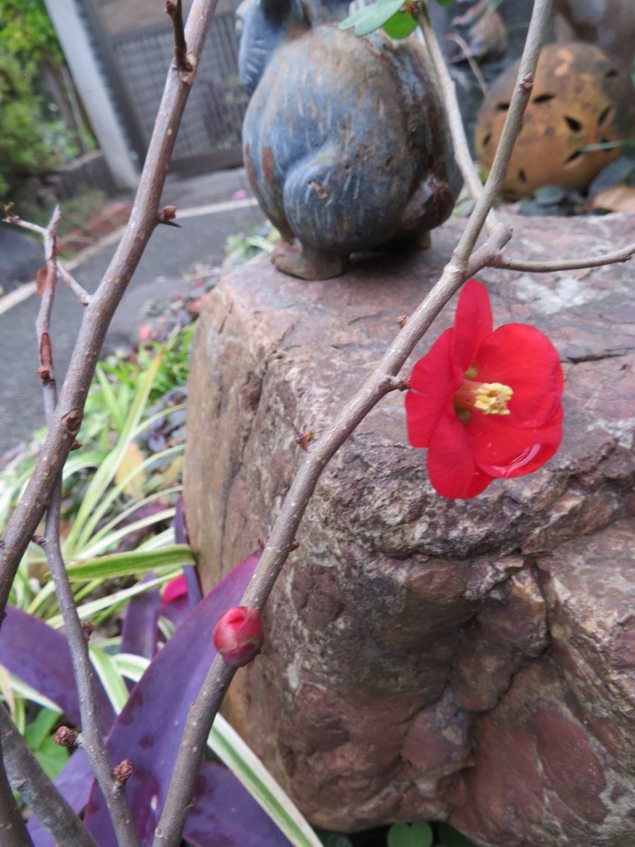 我が家の冬の花