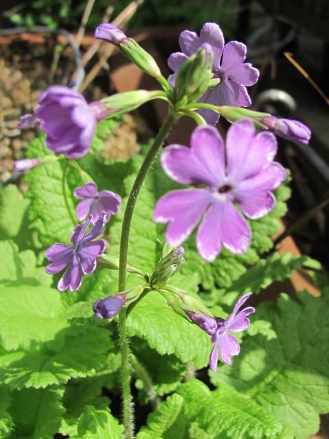 ニホンサクラソウの花