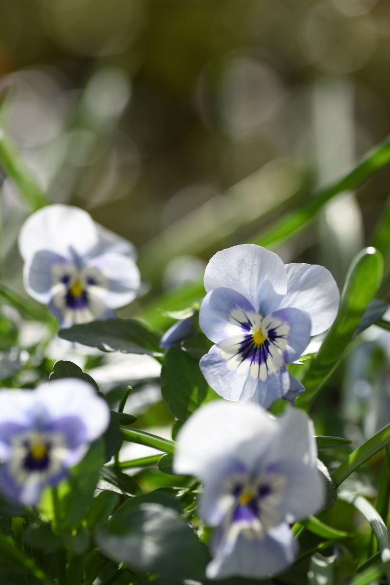 青系のお花たち