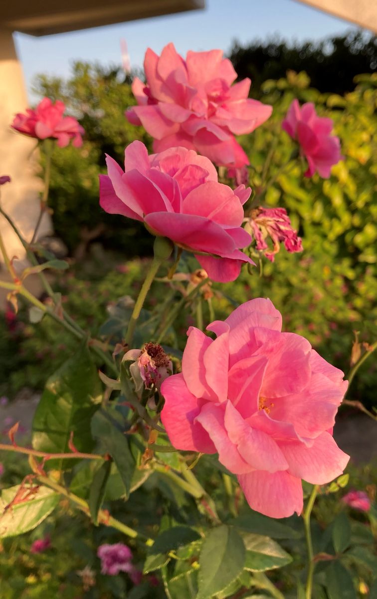 島バラ沖縄産 庚申薔薇こうしんばら挿し木成功ポット苗