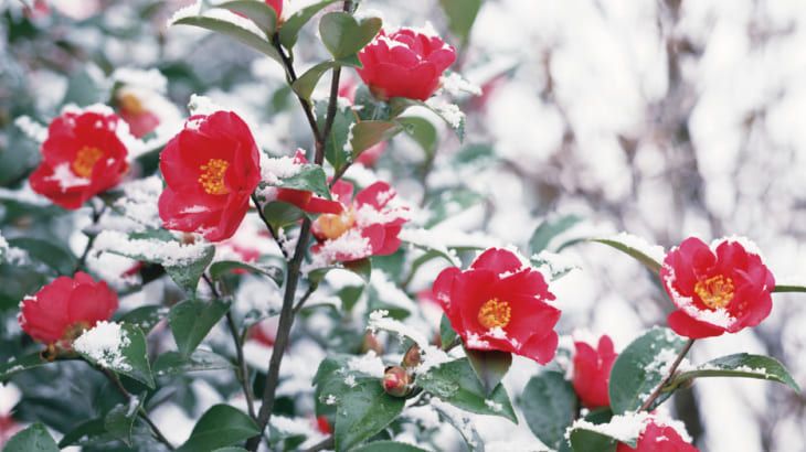 【白馬五竜高山植物園】サザンカ、ツバキ