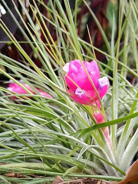 いおなんた開花♪