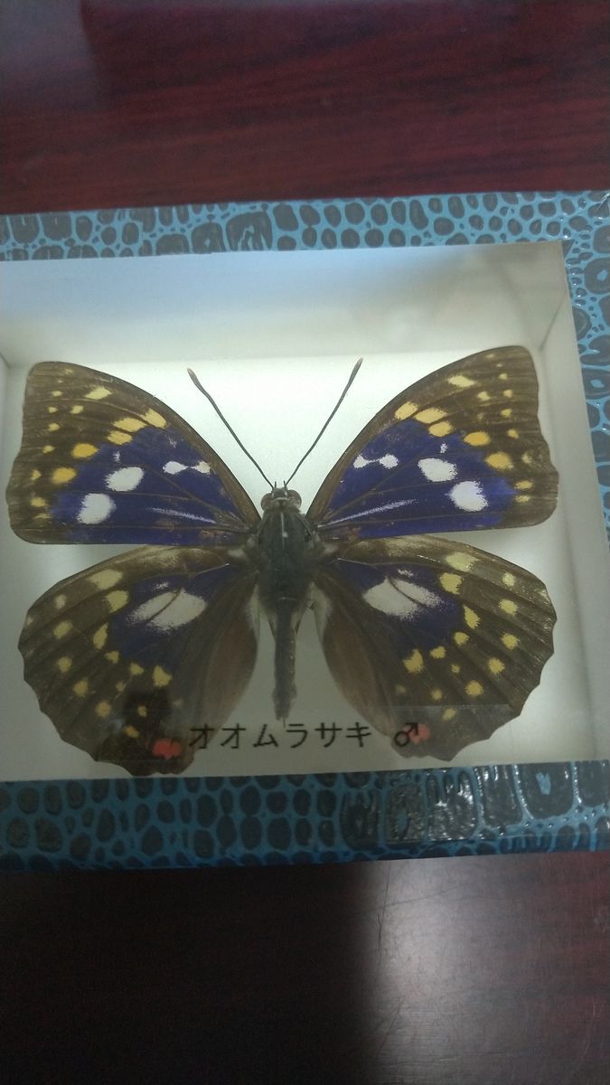 天然記念物ギフチョウ国蝶オオムラサキ 園芸日記byドブたぬきの部屋 みんなの趣味の園芸5463