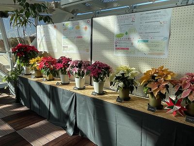 冬の花とクラフト展スタート