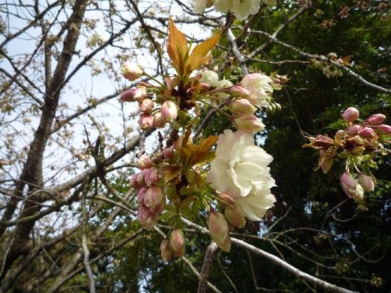 花の名に鬱の字・・・