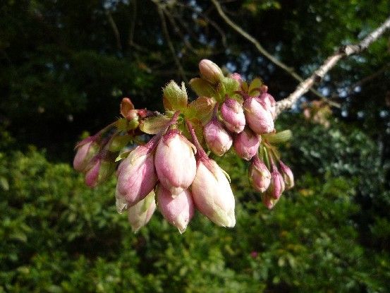 花の名に鬱の字・・・