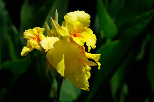 夏の花　カンナ　立ち葵