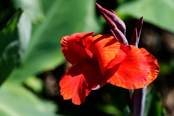 夏の花　カンナ　立ち葵