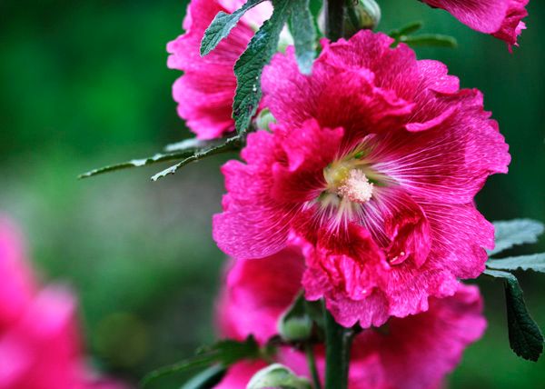 夏の花　カンナ　立ち葵