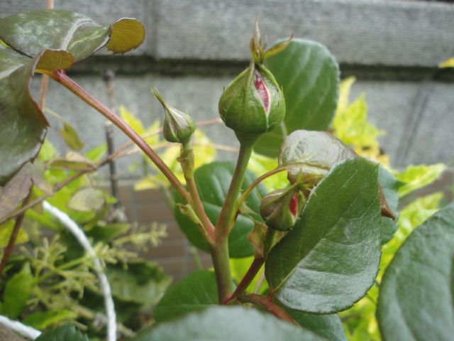 早まりそうなバラの開花