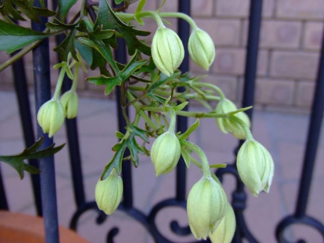 カートマニージョーの開花とビオラの切り戻し