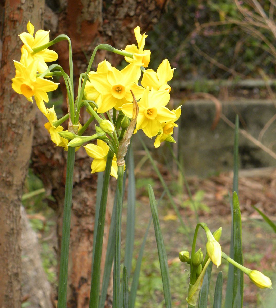 今日の花・・