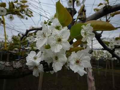 果樹の花