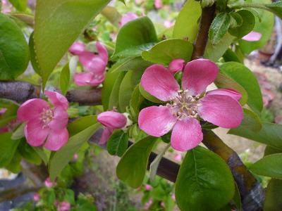 果樹の花