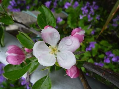 果樹の花