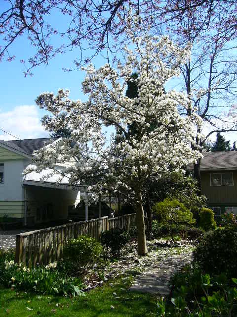 ご近所でお花見