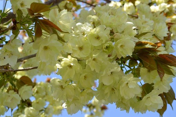 ウコン桜を見に行きました