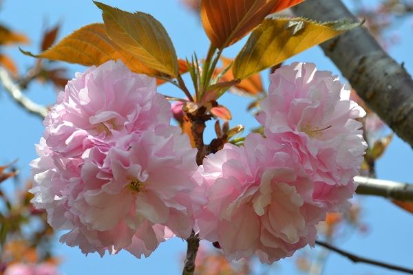 ウコン桜を見に行きました