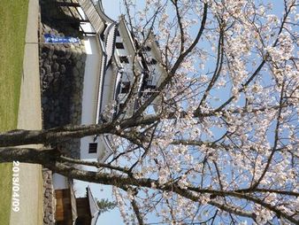 水芭蕉と桜を見てきました。