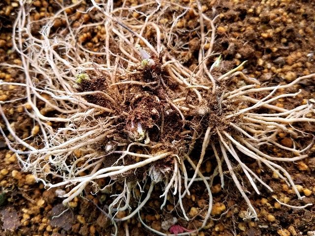 今日はひたすら日本桜草の植え替え