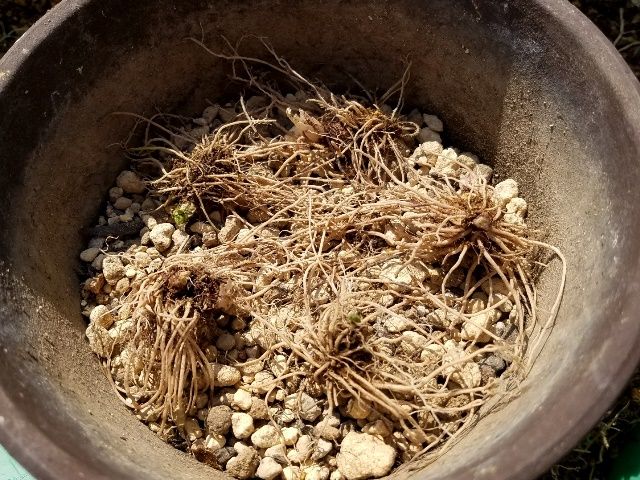 今日はひたすら日本桜草の植え替え