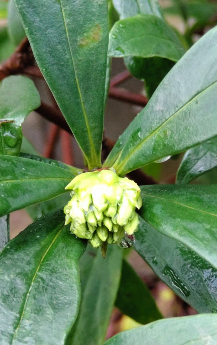 庭木の花と蕾