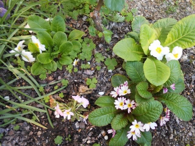 そろそろお花も終わりでしょうか