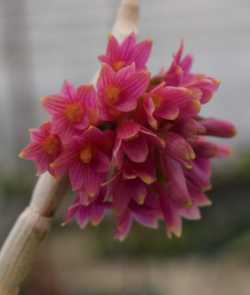 Dendrobium usitae