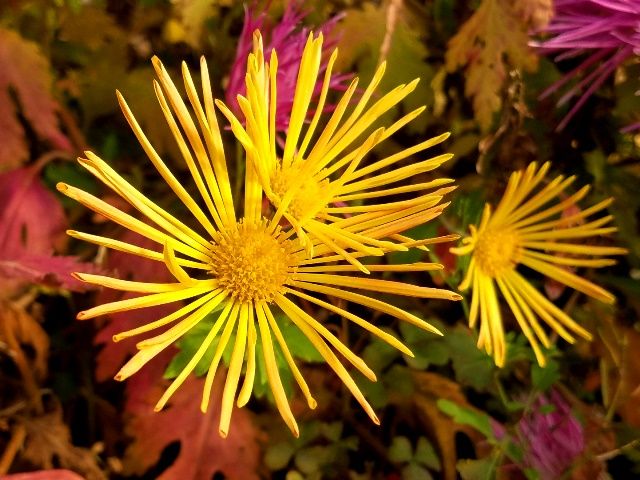 名残りの肥後菊