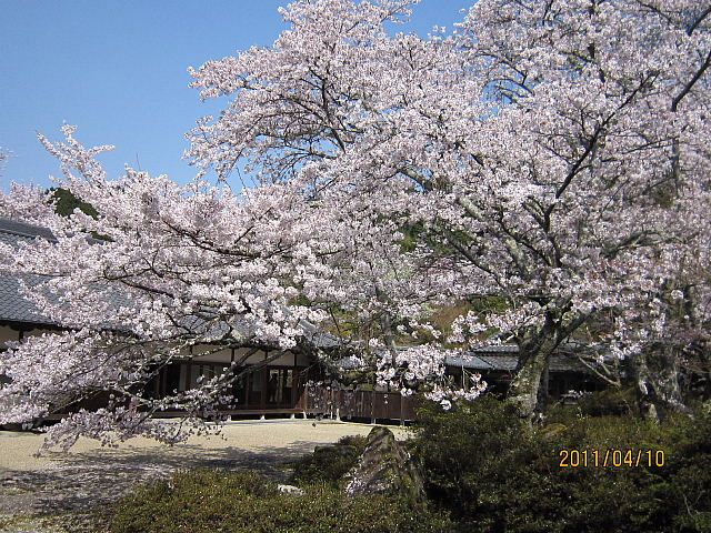 桜すっかり散りましたね。でも八重桜がちらほらと・・・