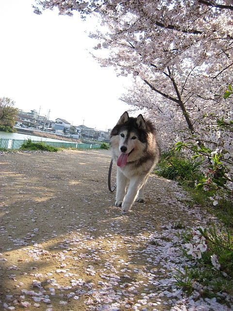 桜すっかり散りましたね。でも八重桜がちらほらと・・・