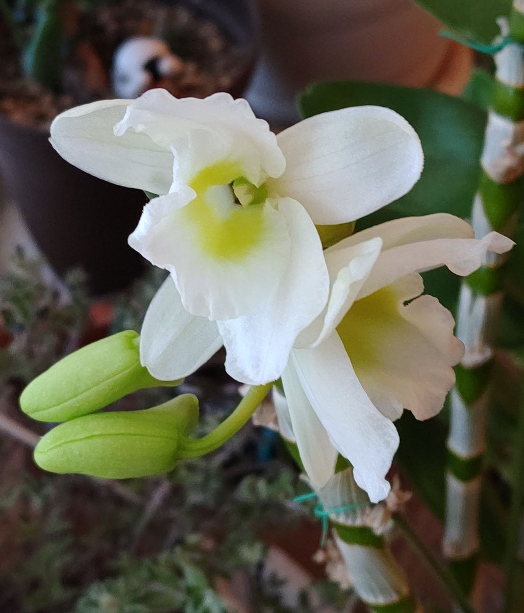 🎍今年もよろしくお願いします🎍