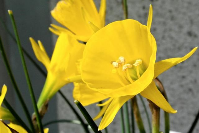 今日の花便り～②