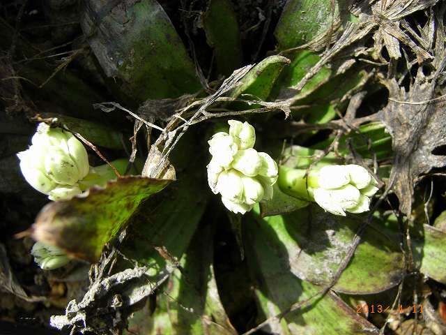 野草の芽６