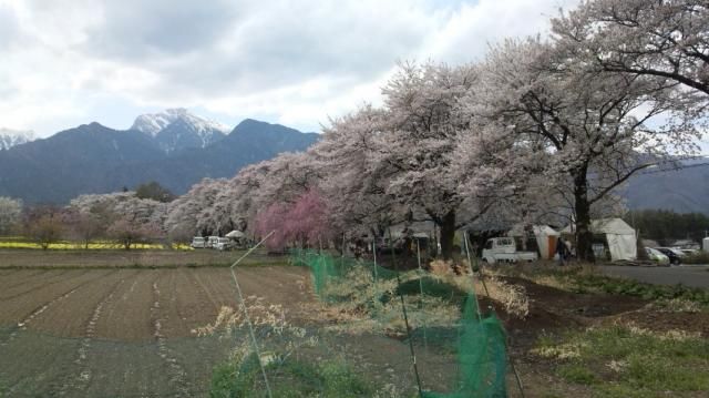 山梨の桜を見に行ってきました。