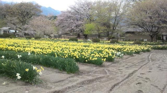 山梨の桜を見に行ってきました。