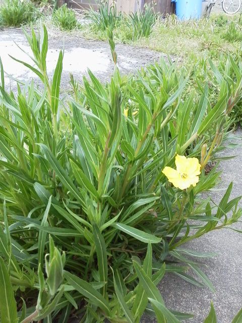 何の花ですか？？