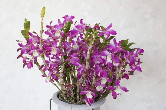 Den.Hamana Lake ’Dream’