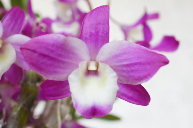 Den.Hamana Lake ’Dream’