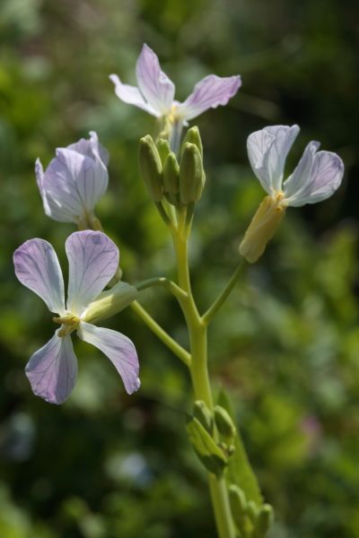 野菜の花を咲かせるのは