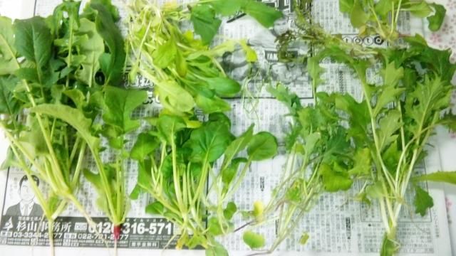 宮内さんの野菜種子ミックス