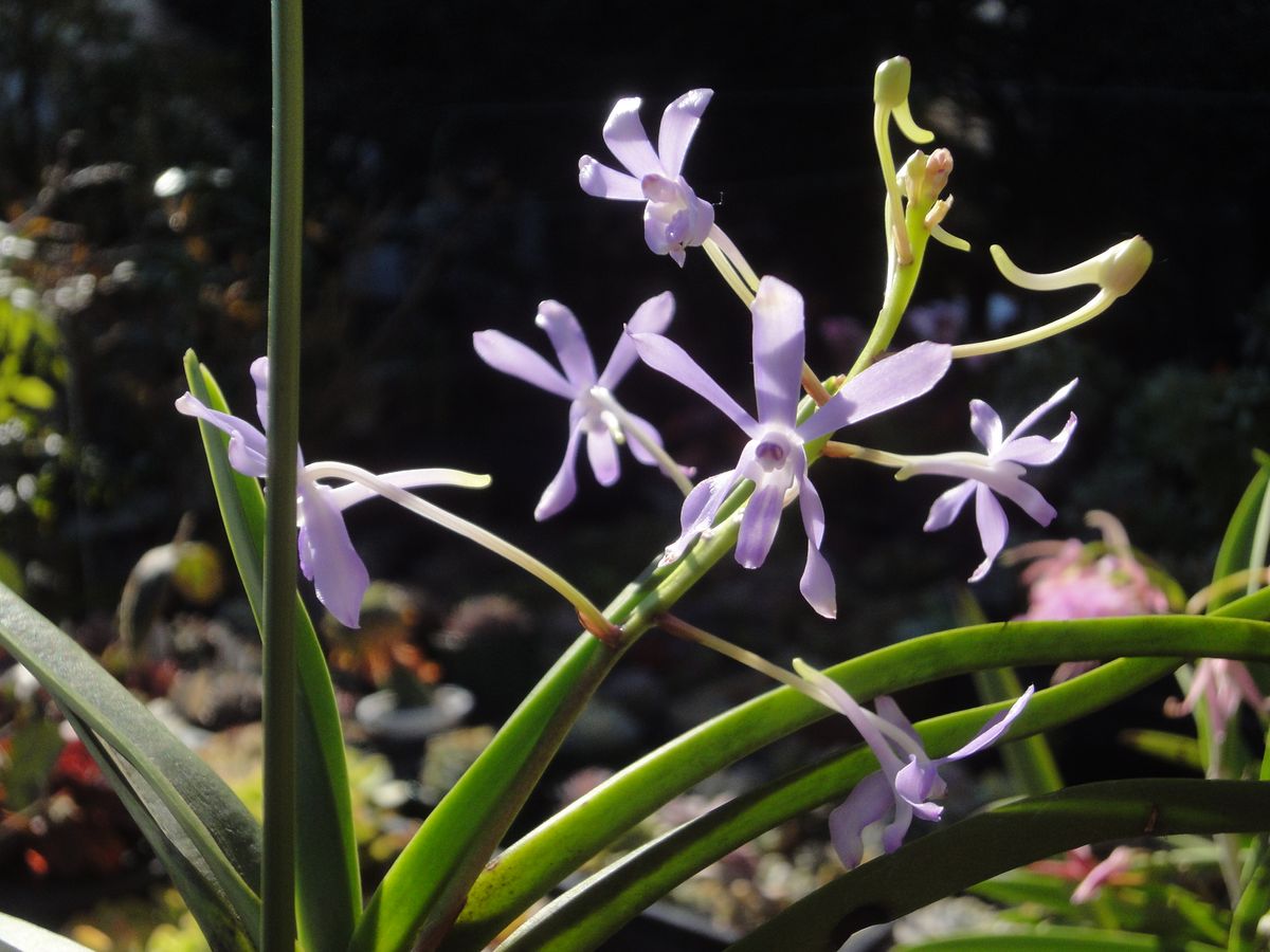 ブルースターとピンクのミニカトレア開花🌟