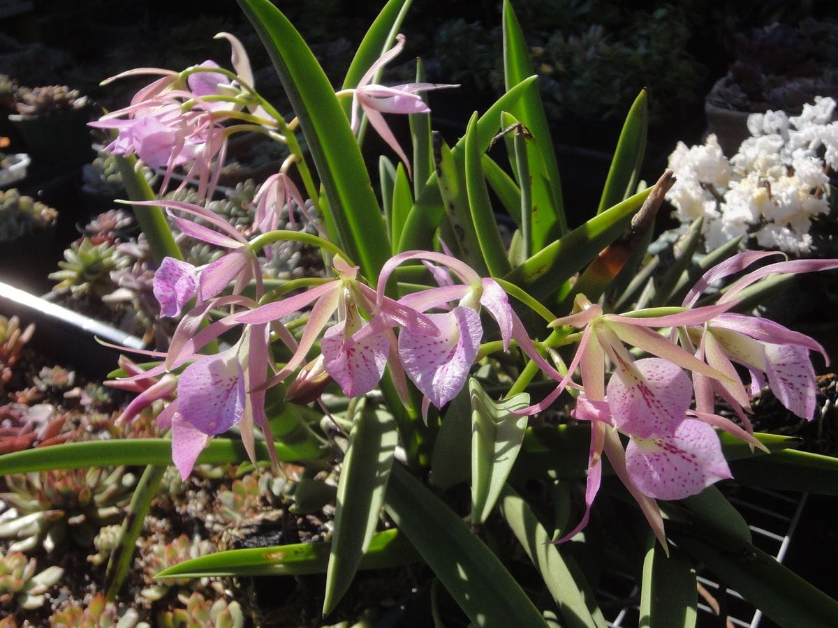 ブルースターとピンクのミニカトレア開花🌟