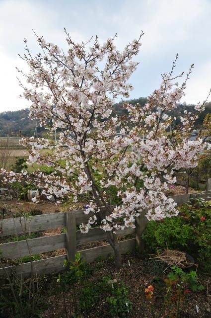 匂い桜満開