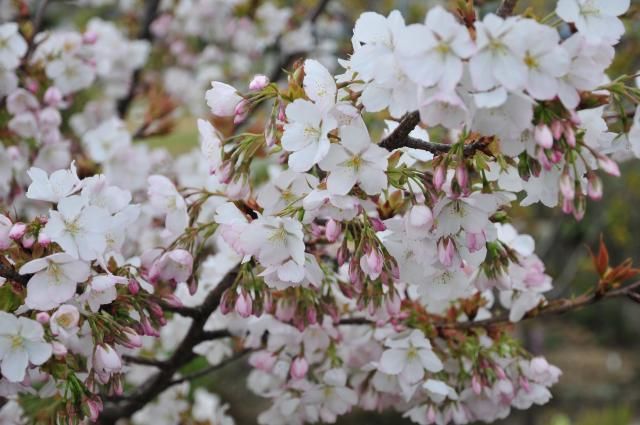 匂い桜満開