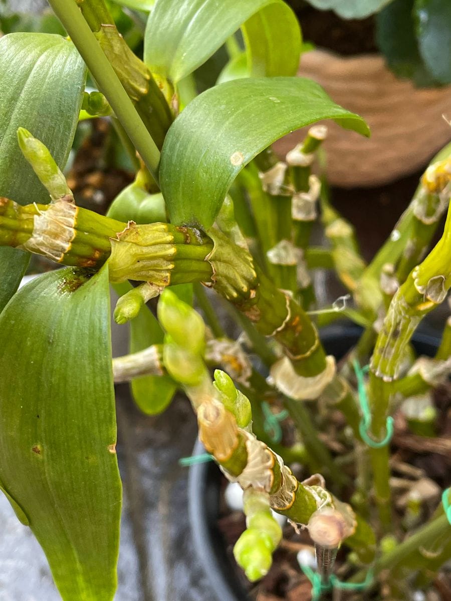 花芽でしょうか？