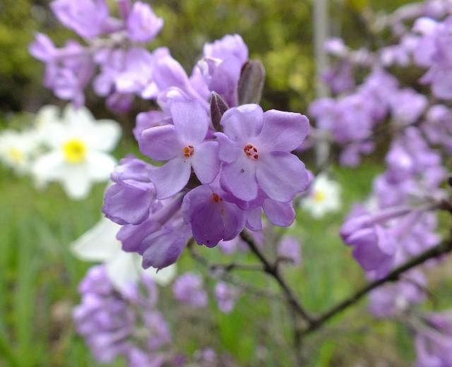 紫の花