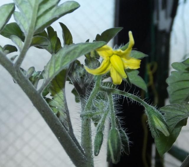 ミニトマト甘っこ　一番花開花！